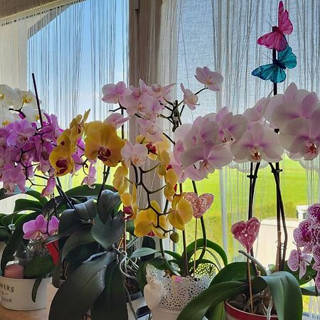 B&B A Casa Di Eleonora Villafranca di Verona Eksteriør bilde