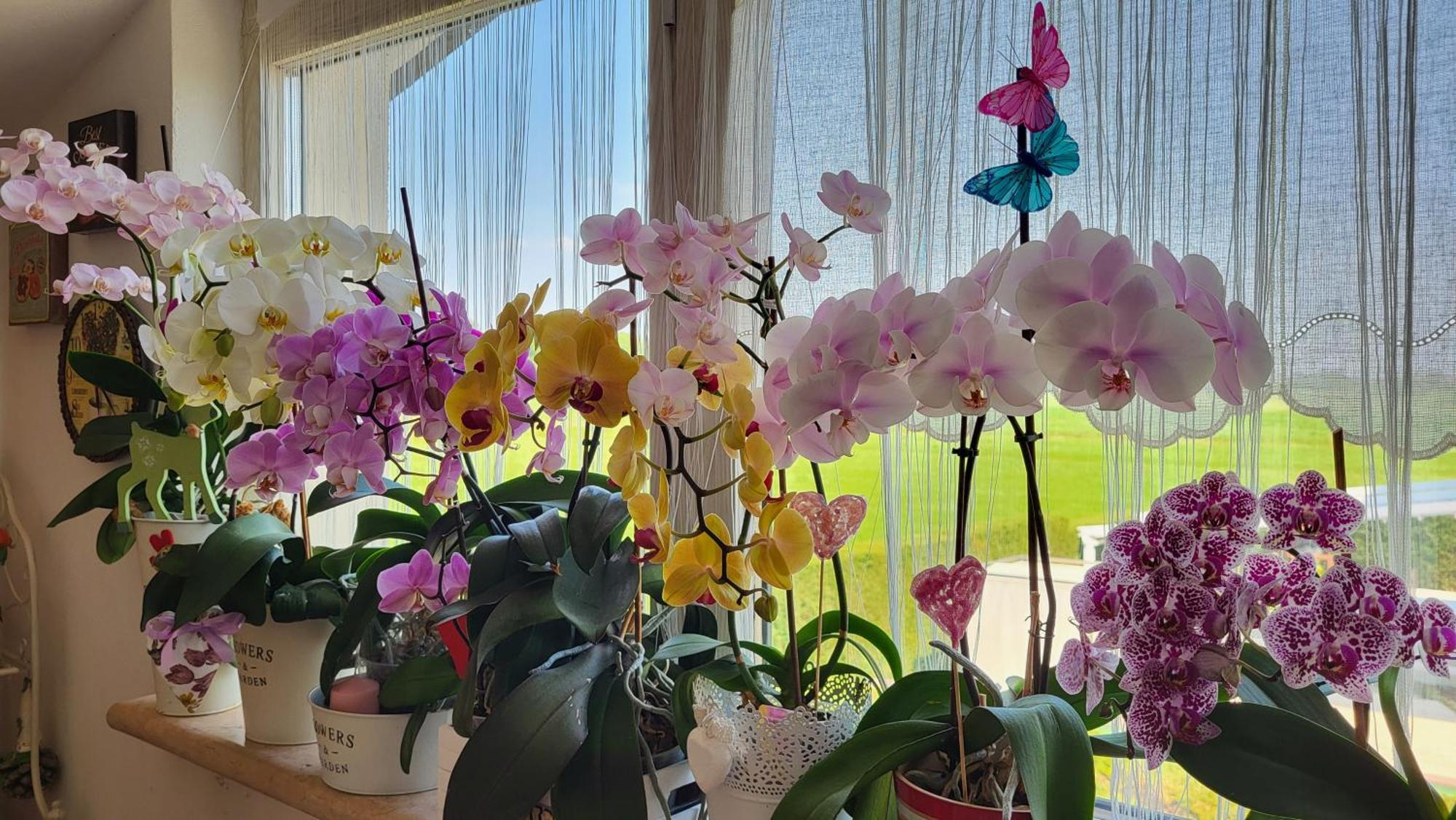 B&B A Casa Di Eleonora Villafranca di Verona Eksteriør bilde
